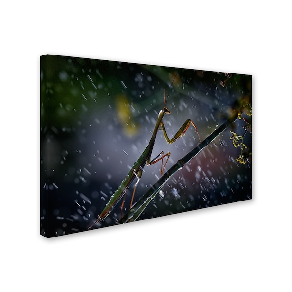 Antonio Grambone 'Mantis In The Rain' Canvas Art,16x24